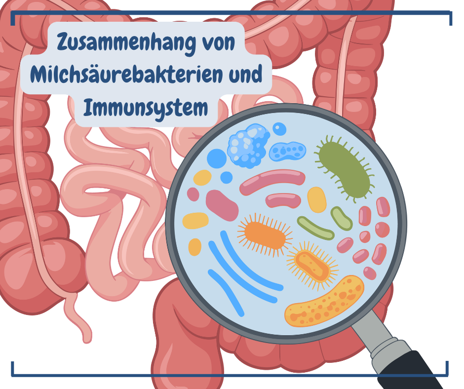 Milchsäurebaterien_Immunsystem